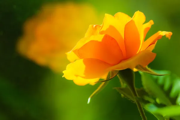 La natura. Rosa arancio fiore per sfondo — Foto Stock
