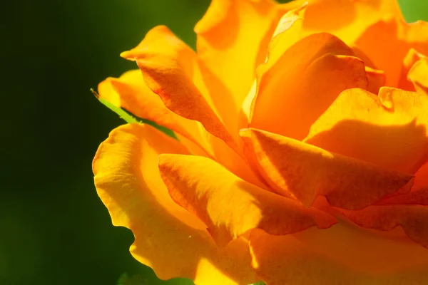 Příroda. Pomerančová růže květiny pro pozadí — Stock fotografie