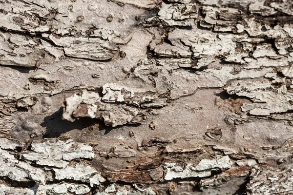 Nature. Bark of old tree as background texture — Stock Photo, Image