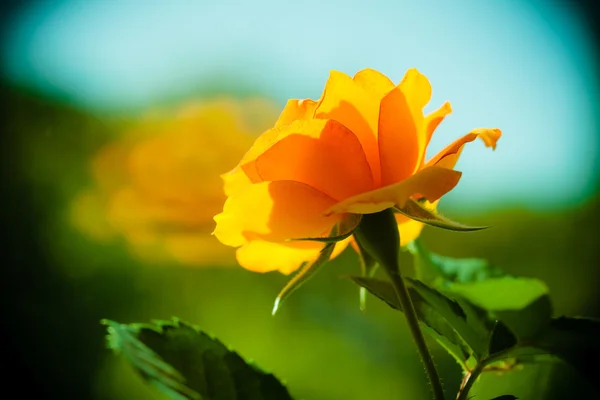 De natuur. Oranje roos bloem voor achtergrond — Stockfoto