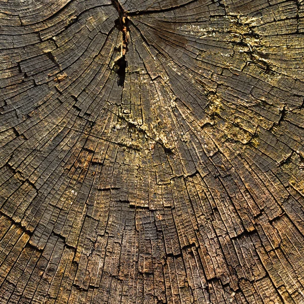 Naturen. stam av gammalt träd som bakgrund struktur — Stockfoto