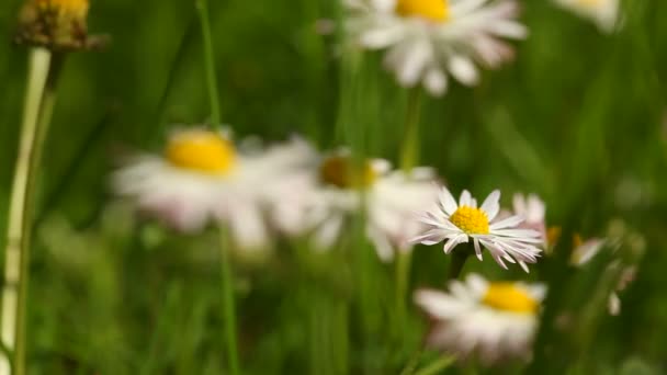 Field of daisies — Stock Video