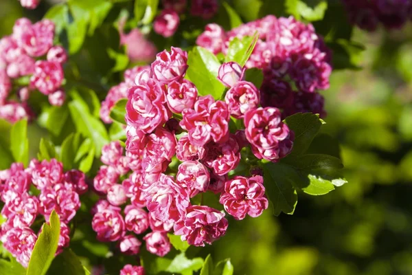 Bloosoming pink flowers of hawthorn tree — Stock Photo, Image