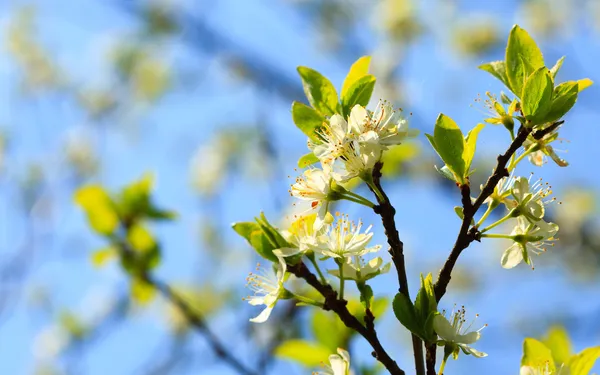 Białe kwiaty na gałęzi drzewa jabłko — Zdjęcie stockowe