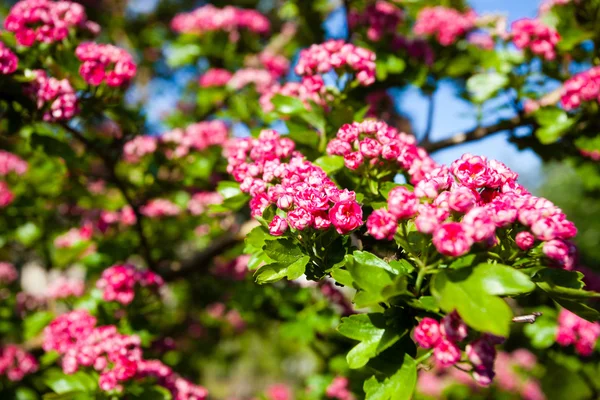 Bloosoming pink flowers of hawthorn tree — Stock Photo, Image