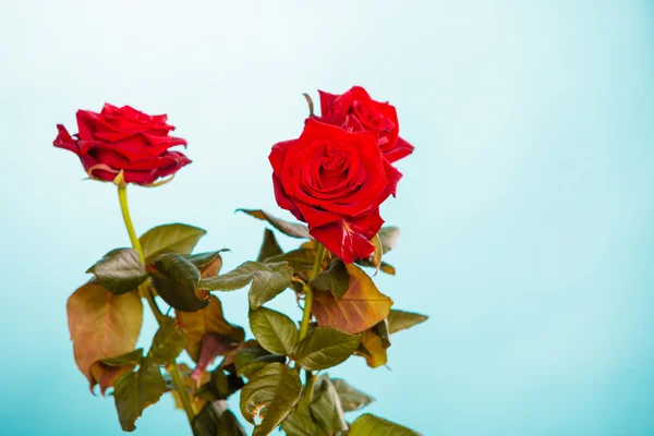 Bouquet of blossoming red roses flowers on blue — Stock Photo, Image