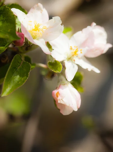 Aard. roze bloesem aan de tak van appelboom — Stockfoto