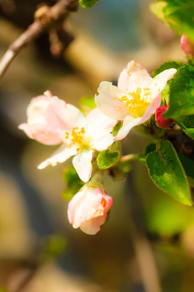 La natura. Fiori rosa sul ramo del melo — Foto Stock