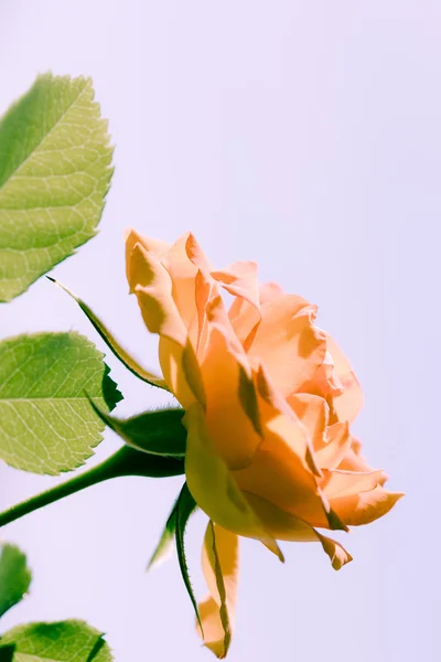 Orange Rose Blume für Hintergrund — Stockfoto