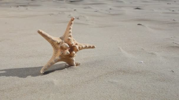 Estrella de mar en la playa — Vídeos de Stock