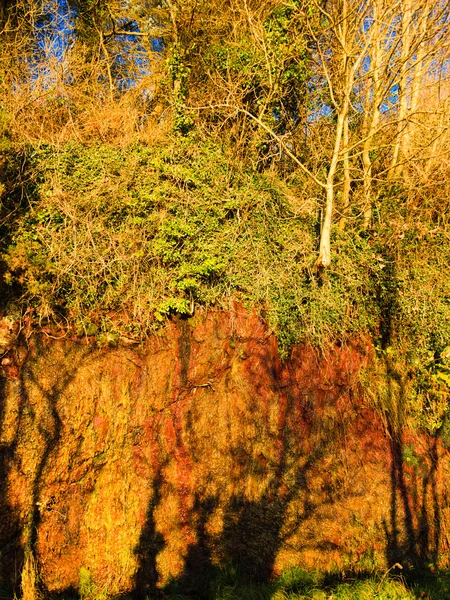 Floresta de outono com árvores cresce na rocha ao ar livre — Fotografia de Stock