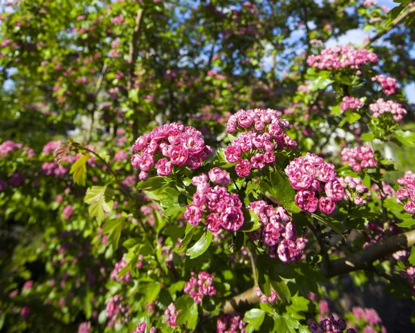 Bloosoming pink flowers of hawthorn tree — Stock Photo, Image