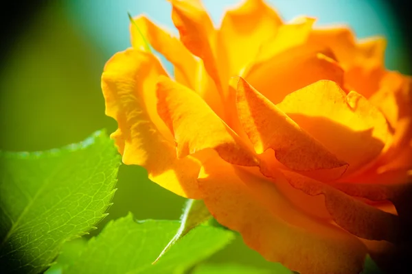 Orange rose flower for background — Stock Photo, Image