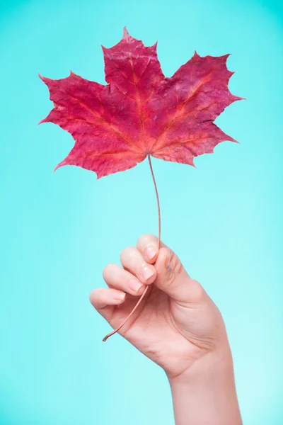 Hand with maple leaf as symbol red dry capillary skin. — Stock Photo, Image