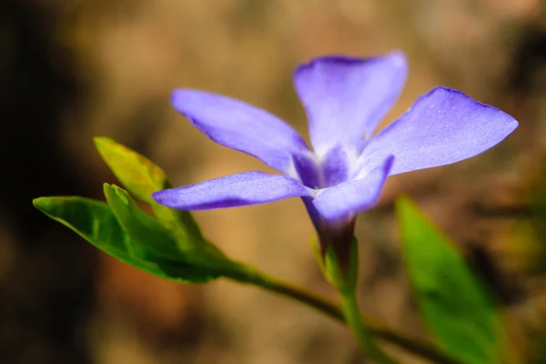 Flor azul selvagem crescendo no prado — Fotografia de Stock