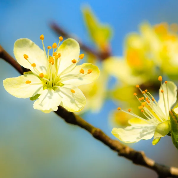 White blossoms on the branch of apple tree — Stock Photo, Image