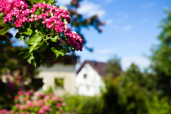 Kvetoucí růžové květy hlohu — Stock fotografie