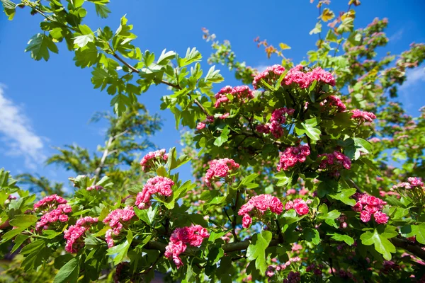 Bloosoming pink flowers of hawthorn tree — Stock Photo, Image