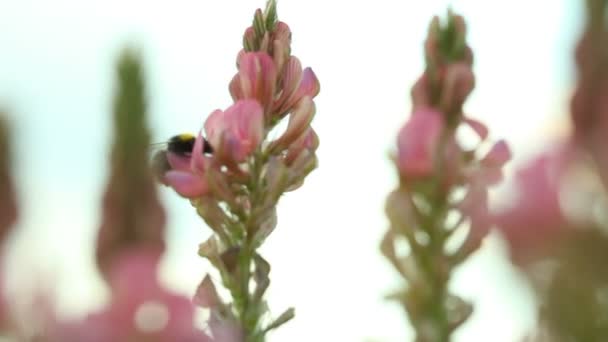 Bumble bee vliegen over bloemen — Stockvideo