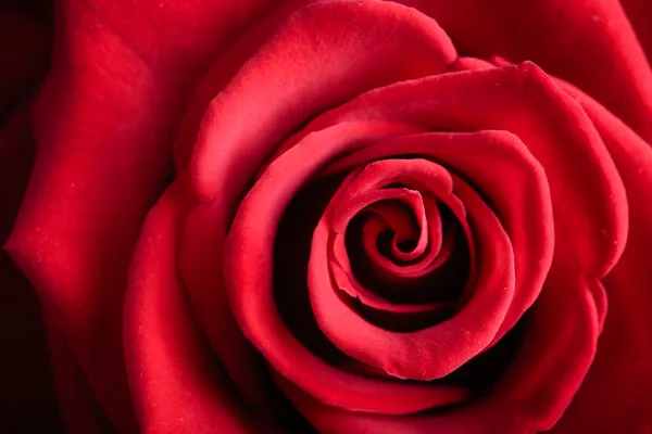 Closeup vermelho rosa flor como amor natureza fundo — Fotografia de Stock