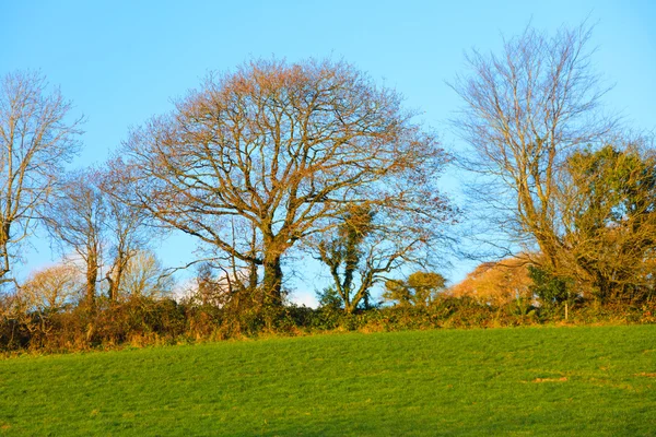 Bellissimo paesaggio autunnale irlandese campi paesaggio in Co.Cork, Irlanda . — Foto Stock