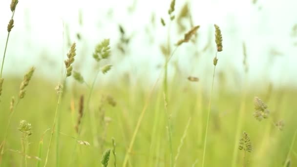 Zielona trawa na polu — Wideo stockowe