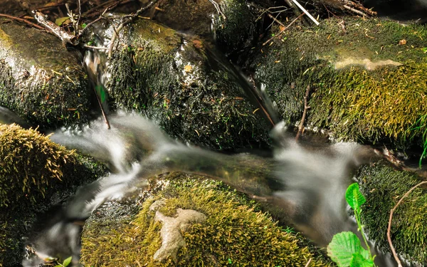 Stones in woods forest. Stream in gdansk oliva park. — Stock Photo, Image