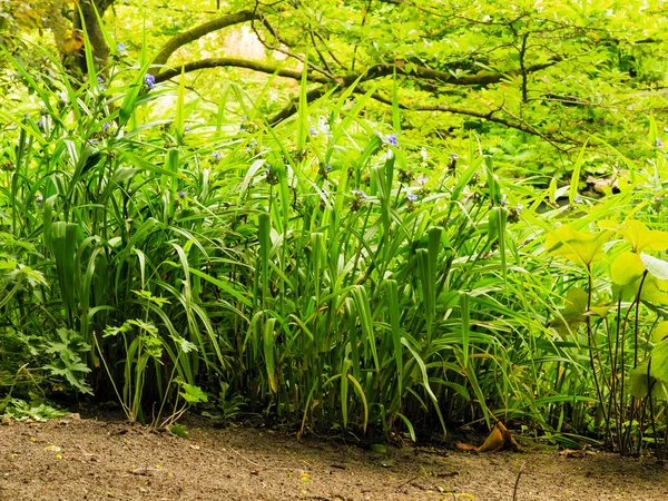 Plantas verdes grama no parque ou jardim ao ar livre — Fotografia de Stock