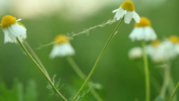 Chamomile flowers — Stock Video