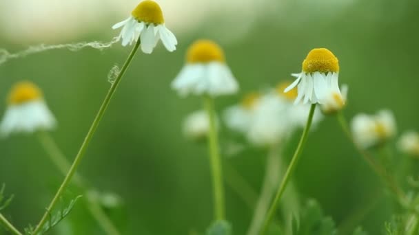 Flores de camomila no prado verde — Vídeo de Stock