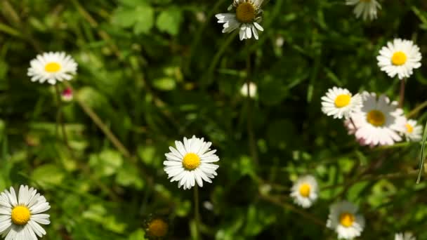 Flores de camomila no prado verde — Vídeo de Stock