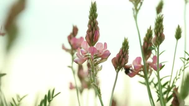 Bumblee voando sobre rosa roxo violeta flores silvestres no prado — Vídeo de Stock