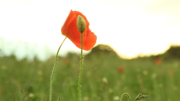 Röd gemensamma vallmo blomma — Stockvideo