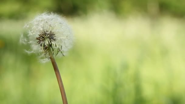 Paardebloem klap-bal op de wind op de groene weide — Stockvideo