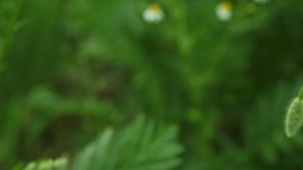 Flor de amapola común roja — Vídeo de stock