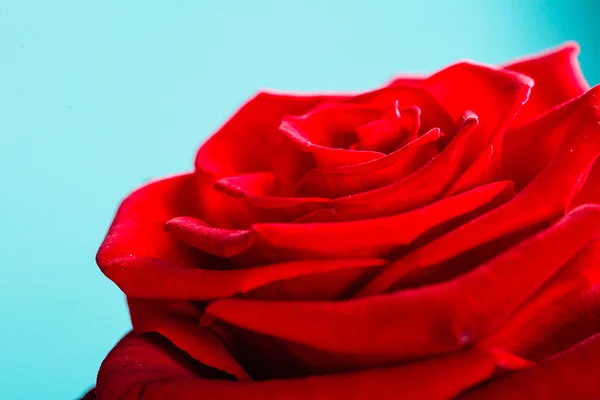 Gros plan de fleur de rose rouge en fleurs sur bleu — Photo