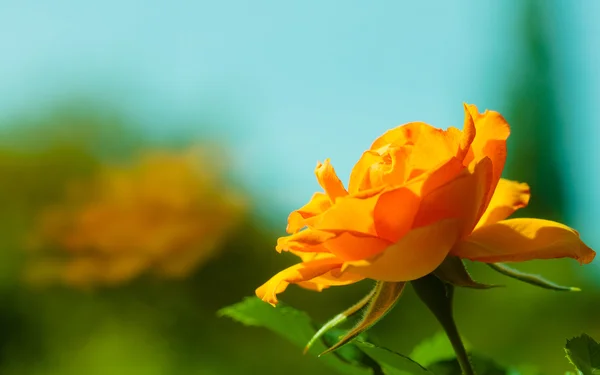 背景のオレンジ色のバラの花 — ストック写真