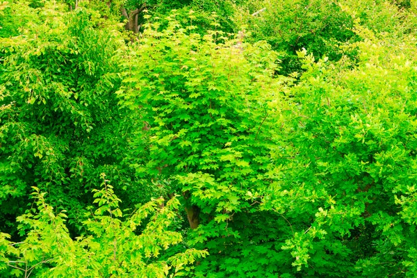 Gros plan de feuilles vertes arbre extérieur . — Photo
