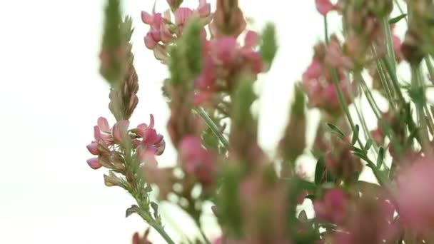 Bumbleblee insect flying over pink purple violet flowers wildflowers on the meadow. Nature. — Stock Video