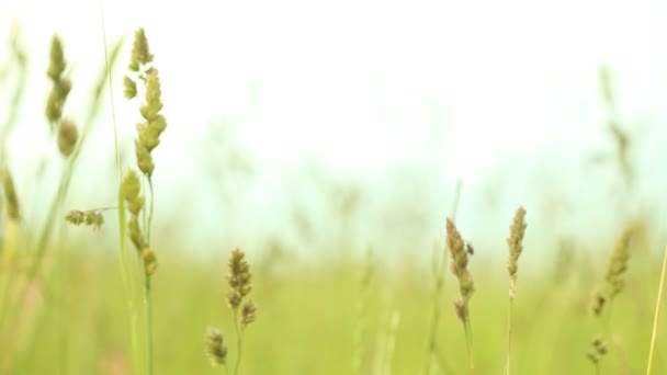 Hierba verde en el campo — Vídeo de stock