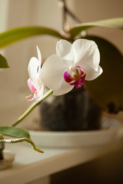 Vit orkidé blomma inomhus. — Stockfoto
