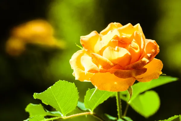 Orange rose flower for background — Stock Photo, Image