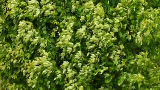 Baum mit grünen Blättern im Wind. — Stockvideo