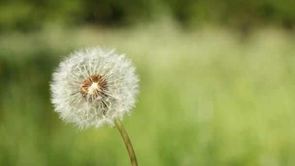 Diente de león soplar-bola en el viento en el prado verde — Vídeo de stock