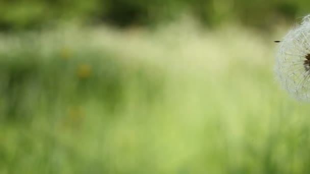 Dandelion blow-ball on the wind on the green meadow — Stock Video