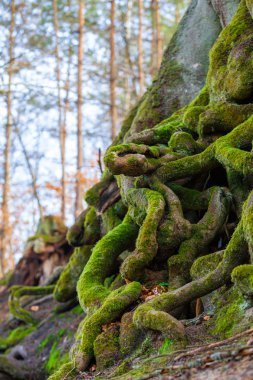 Closeup of tangled tree roots covered with green moss clipart