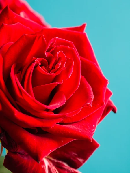 Крупный план цветущего красного цветка розы на голубом — стоковое фото