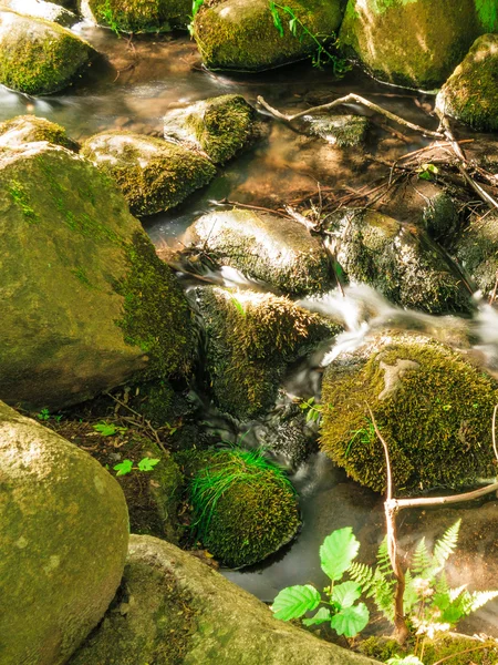 Stones in woods forest — Stock Photo, Image