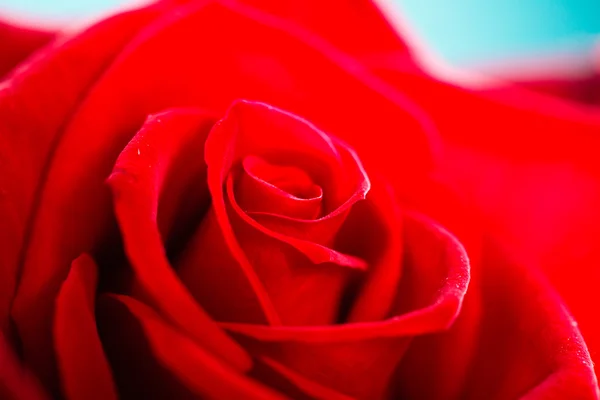 Blossoming red rose flower on blue — Stock Photo, Image