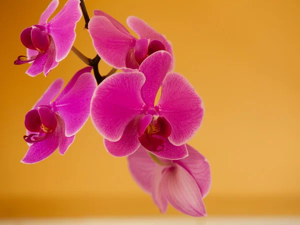 Roze paars orchideebloem binnen — Stockfoto